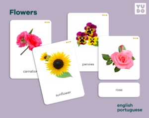 Flower classification cards
