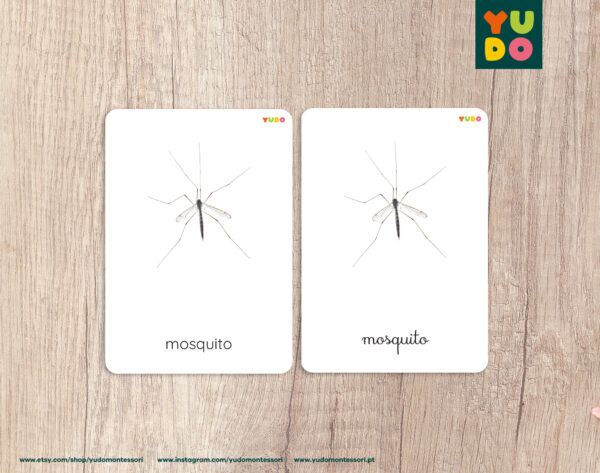 Insect cards