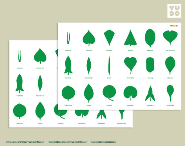 Botany cabinet control chart and cards