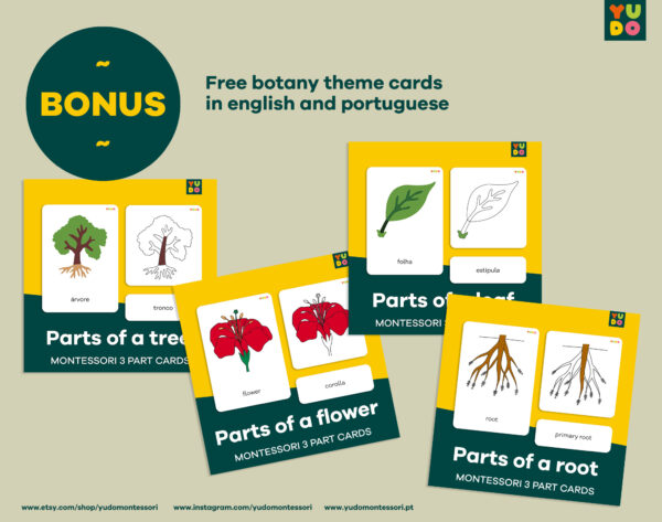 Botany cabinet control chart and cards