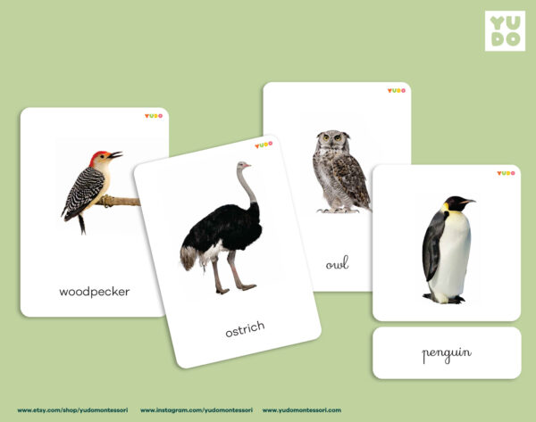 birds-montessori-cards