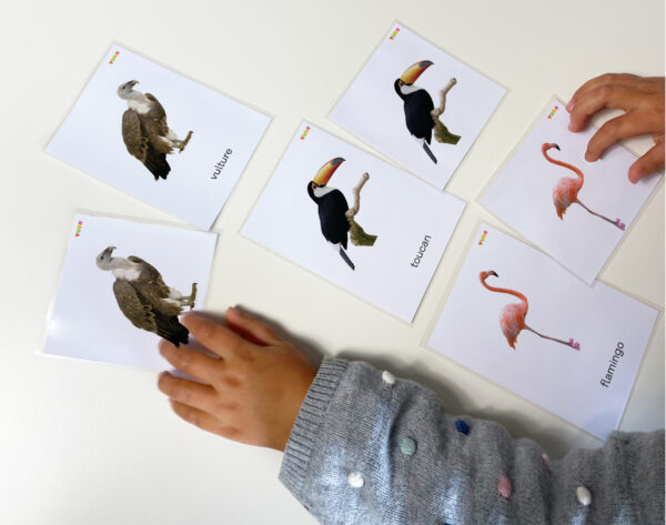 birds-montessori-cards