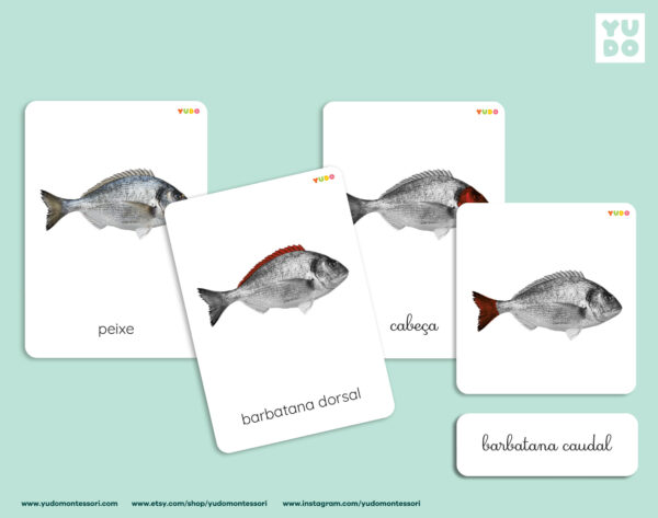 parts-of-the-fish-montessori-activity-in-portuguse