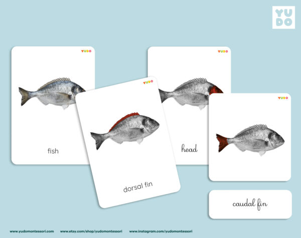 parts-of-the-fish-montessori-activity-10