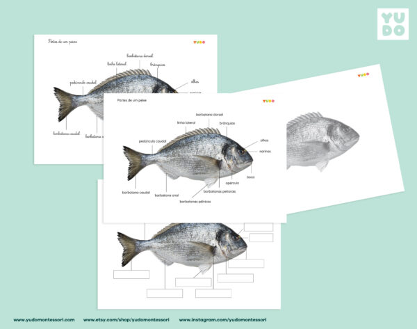 parts-of-the-fish-montessori-activity-in-portuguse