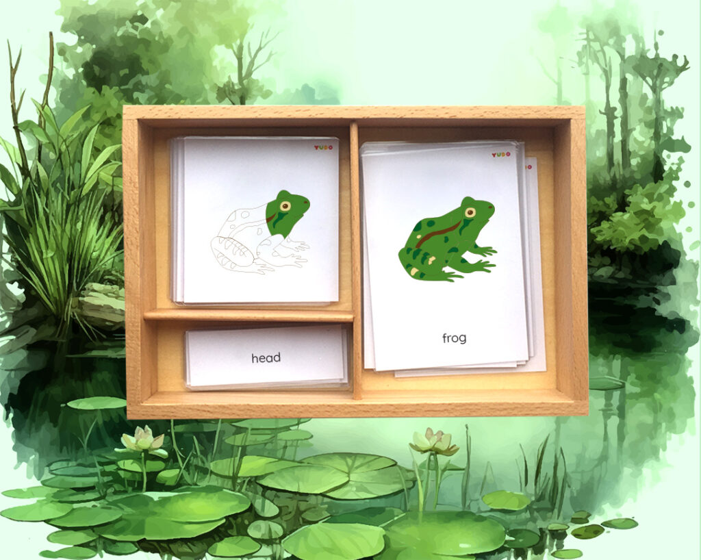 montessori-parts-of-a-frog