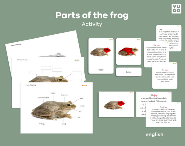 parts-of-the-frog-montessori-activity-1