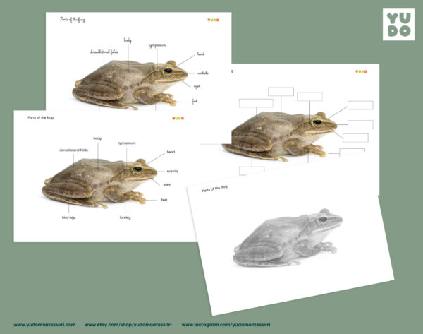 parts-of-the-frog-montessori-activity-1