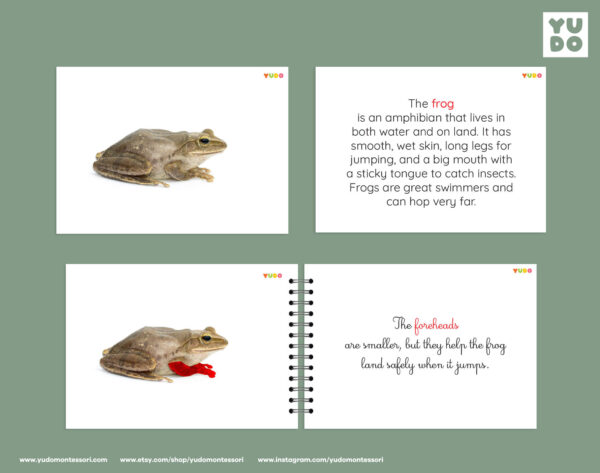 parts-of-the-frog-montessori-activity-1