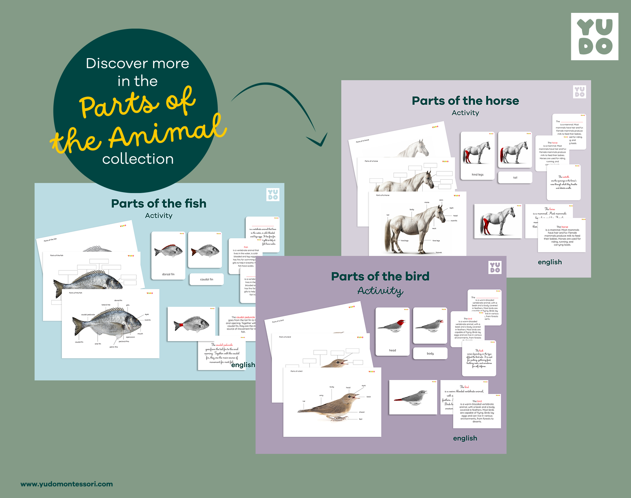 parts-of-the-frog-montessori-activity-8