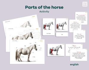 parts-of-the-horse-montessori-activity