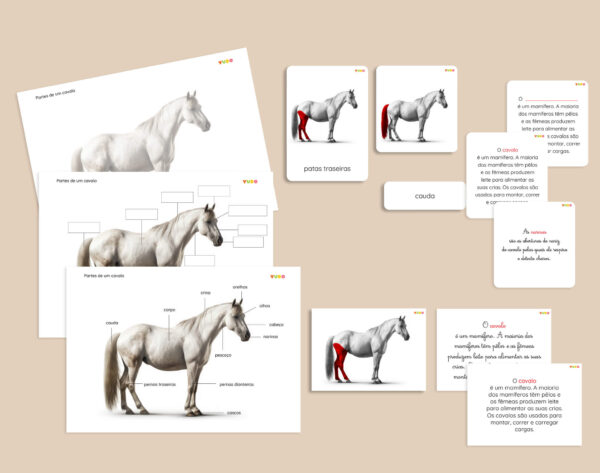 parts-of-the-horse-montessori-activity