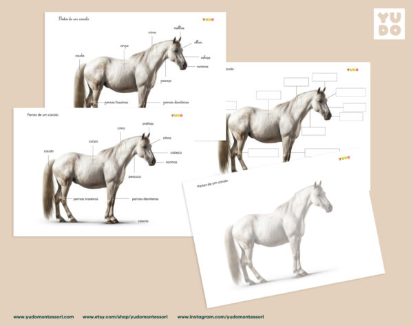 parts-of-the-horse-montessori-activity