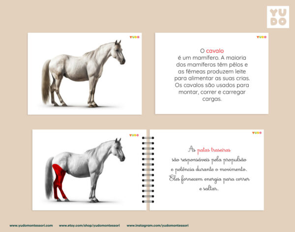 parts-of-the-horse-montessori-activity