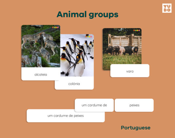 animal-groups-activity