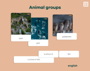 animal-groups-activity