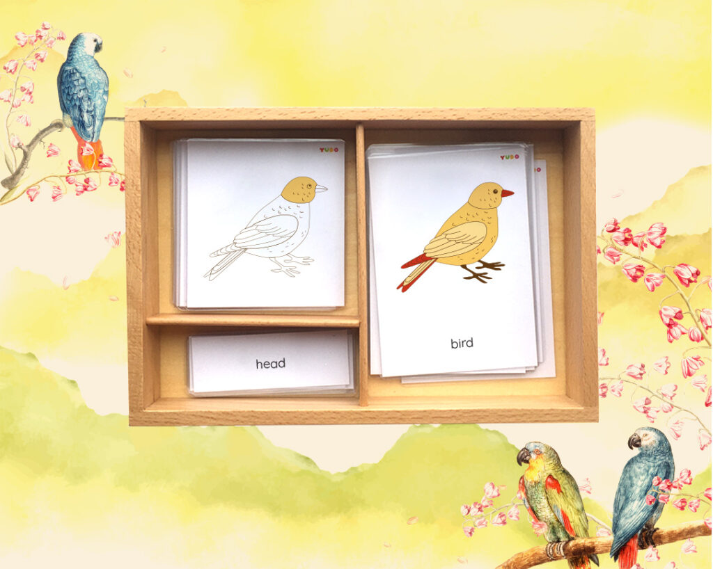 montessori-parts-of-a-bird