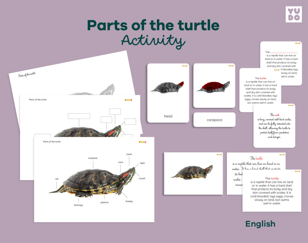 BUNDLE Parts of the turtle activity - yudo montessori