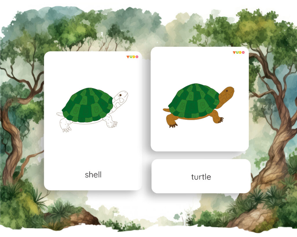parts-of-the-turtle