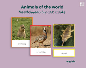Animals of the World (Montessori color-coded)