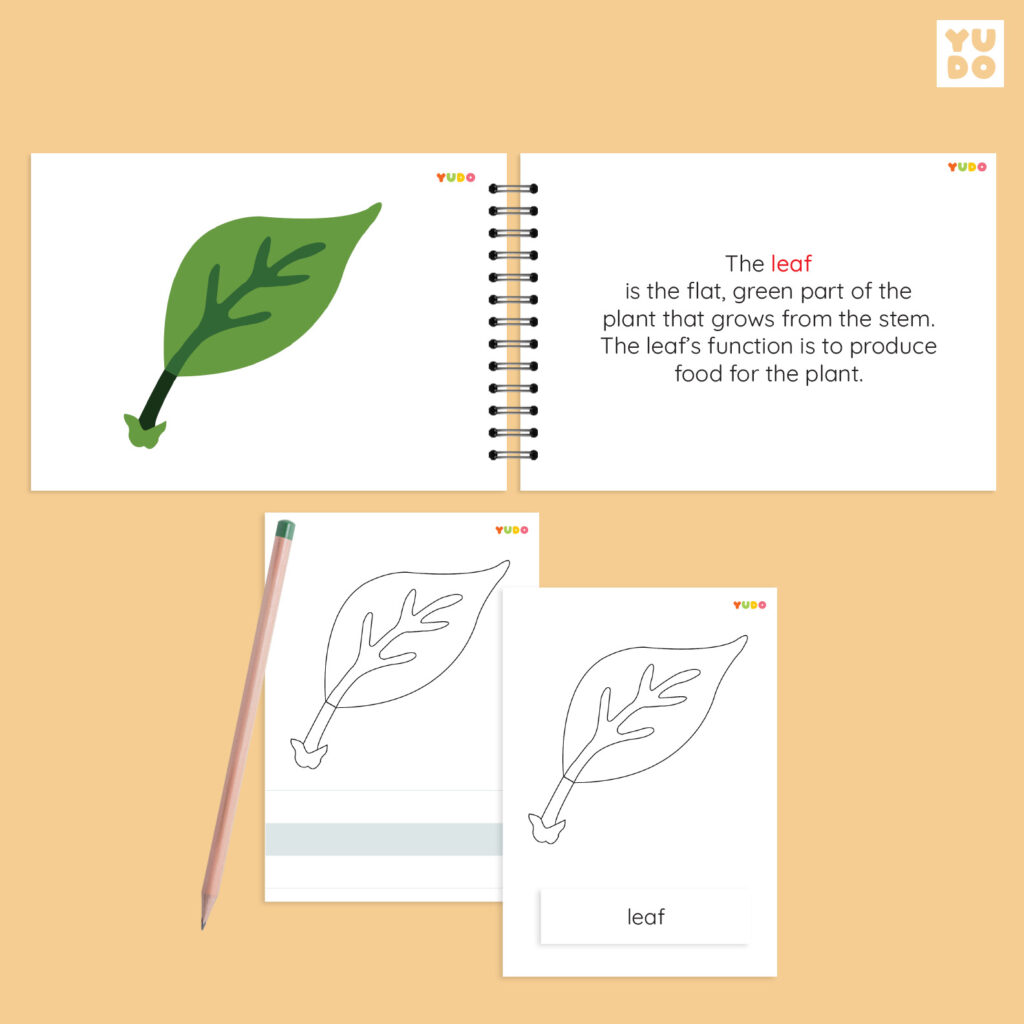 parts-of-the-leaf-montessori-activity