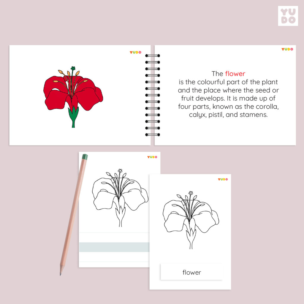 parts-of-the-flower-montessori-activity