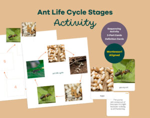 Montessori ant life cycle printable with sequencing activity, 3-part cards and definition booklet