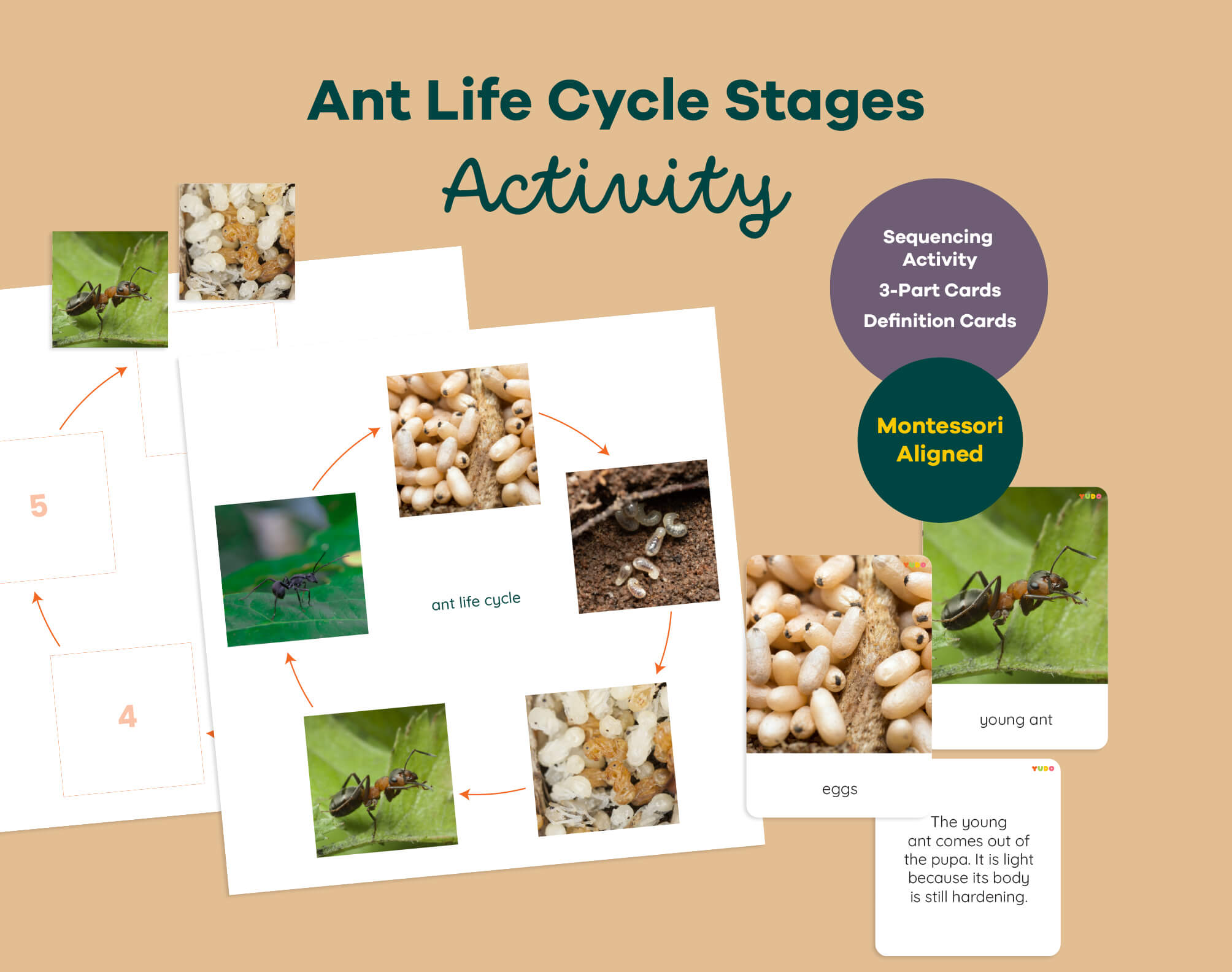 Montessori ant life cycle printable with sequencing activity, 3-part cards and definition booklet