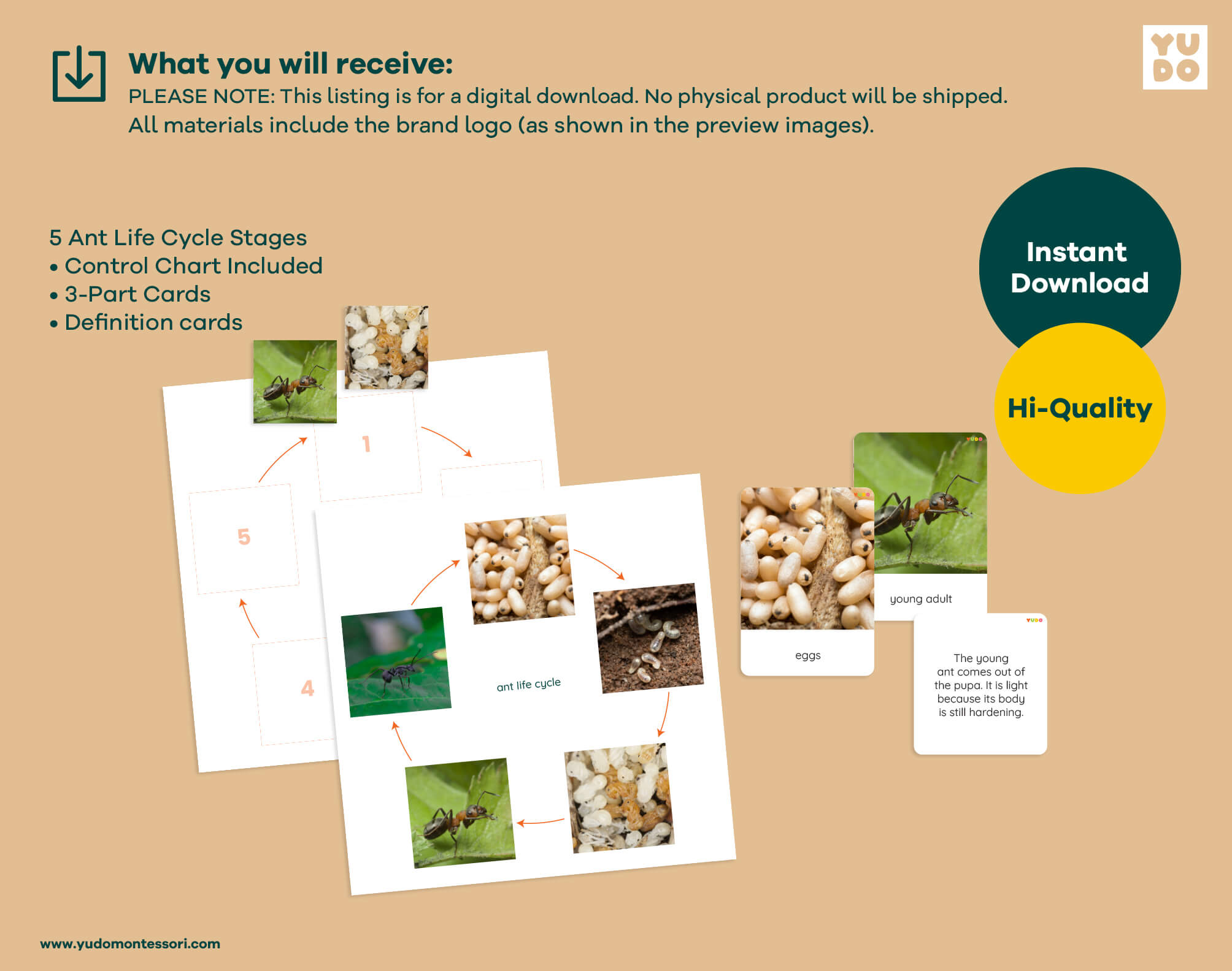 Printable Montessori ant life cycle activity with sequencing wheel, 3-part cards and definition booklet