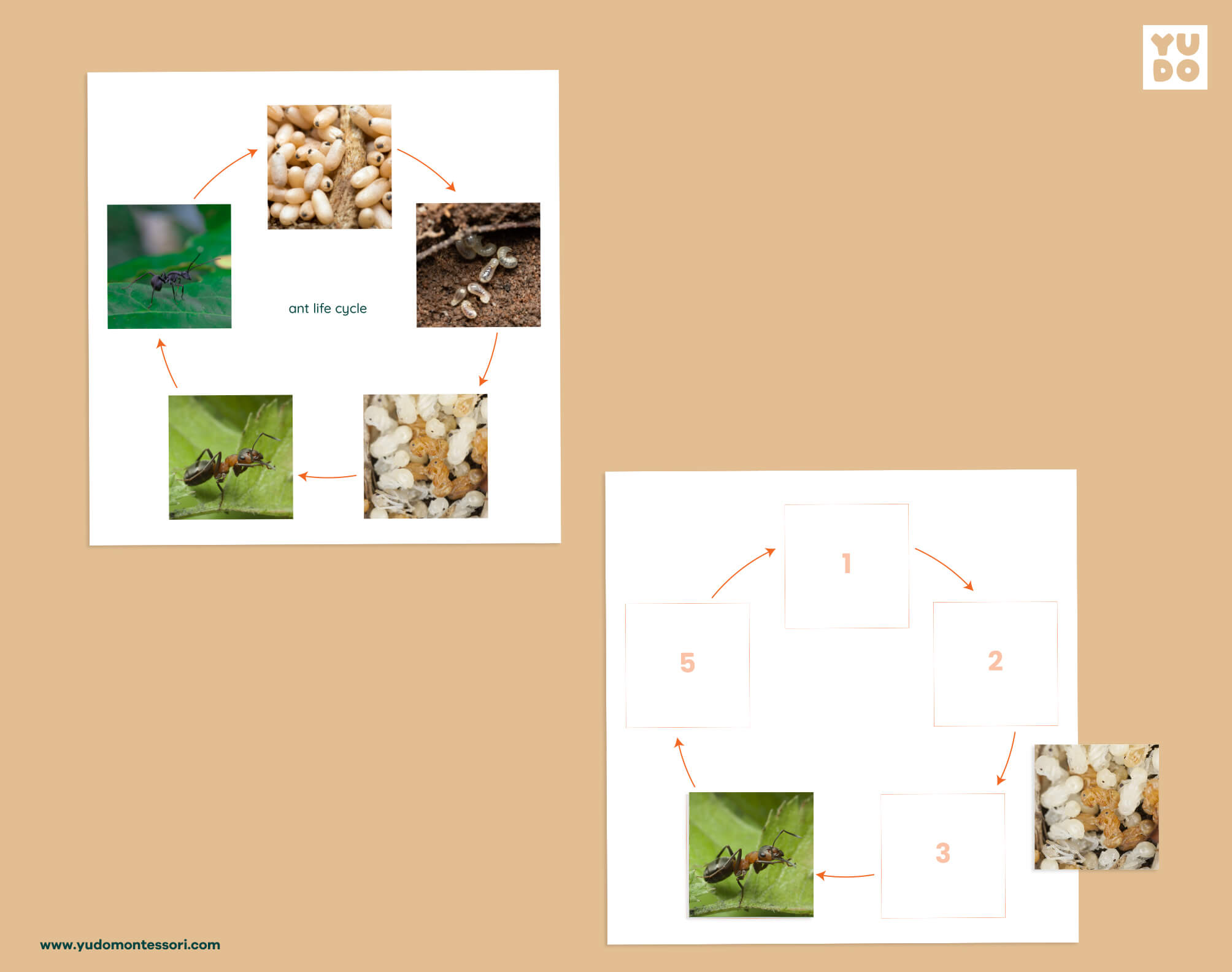 Ant life cycle sequencing wheel and printable definition booklet for Montessori zoology