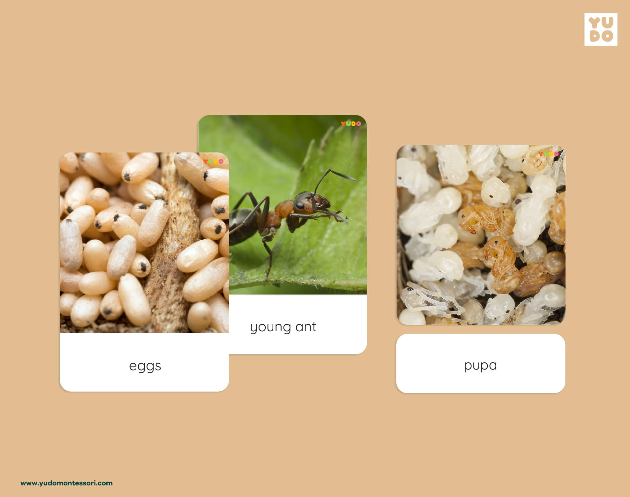 Montessori ant life cycle 3-part cards with real photos of eggs, young ant and pupa