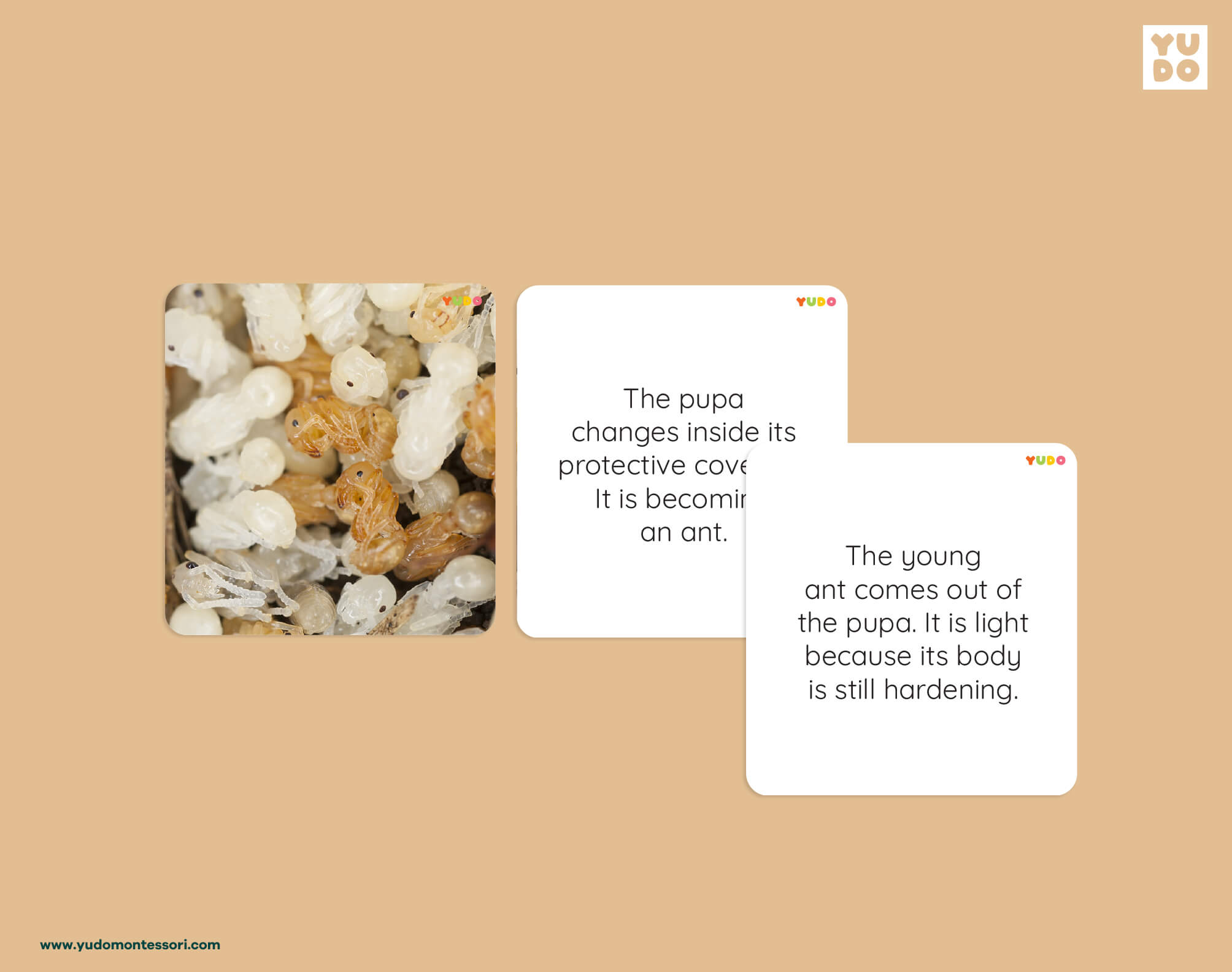 Ant life cycle definition cards explaining pupa development and the emergence of a young ant