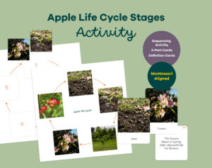 Apple Life Cycle Montessori - 3-Part Cards & Definition Activity