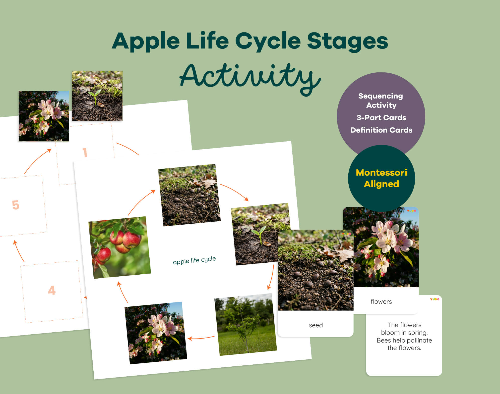 Apple Life Cycle Montessori - 3-Part Cards & Definition Activity