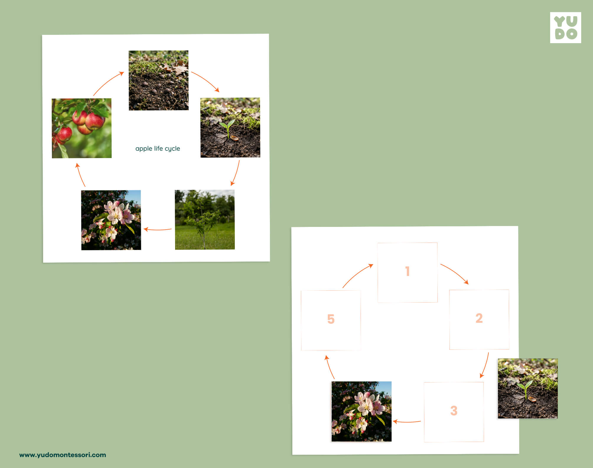 Apple life cycle sequencing wheel and printable definition booklet for Montessori botany
