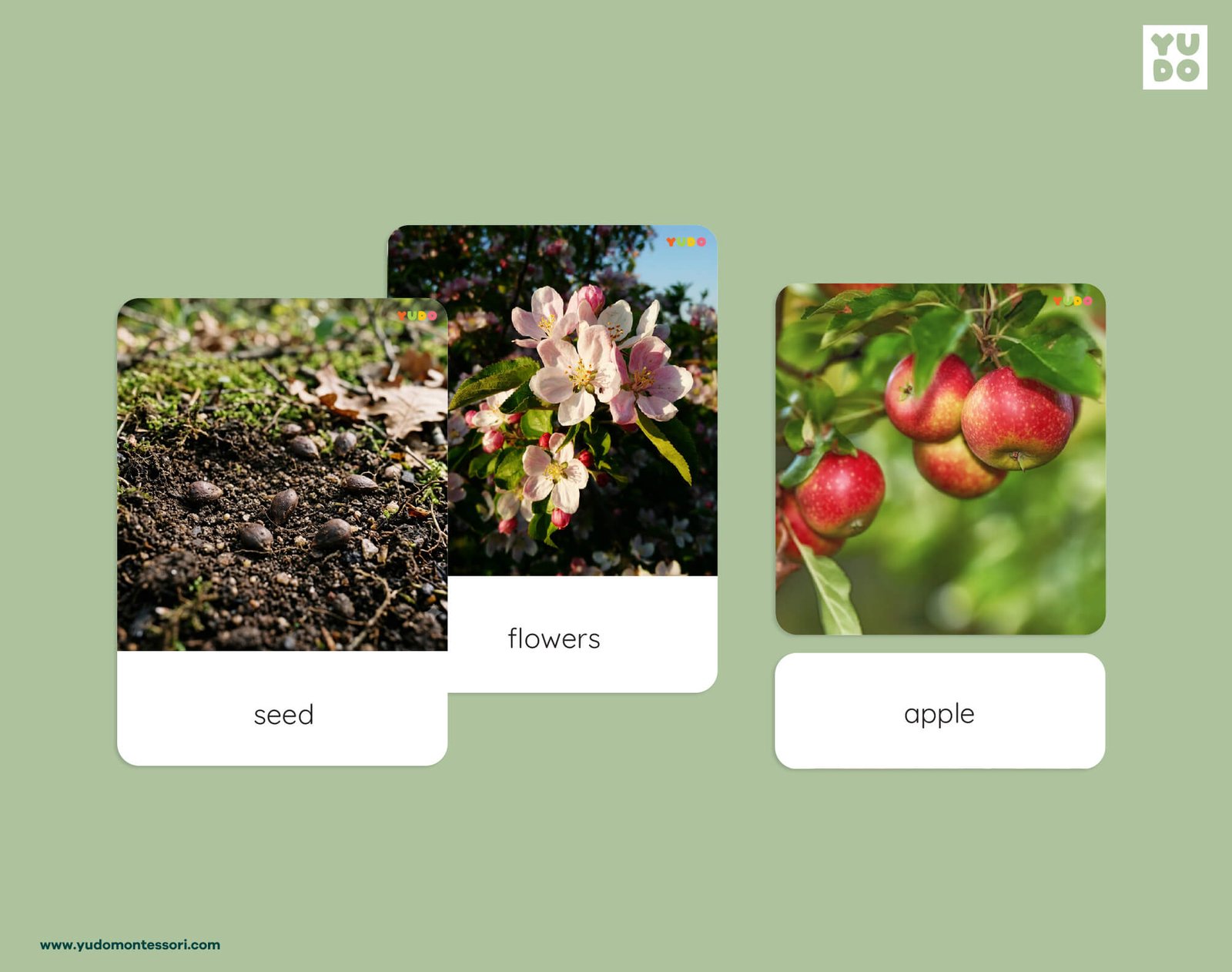 Montessori apple life cycle 3-part cards with real photos of seed, flowers and apples
