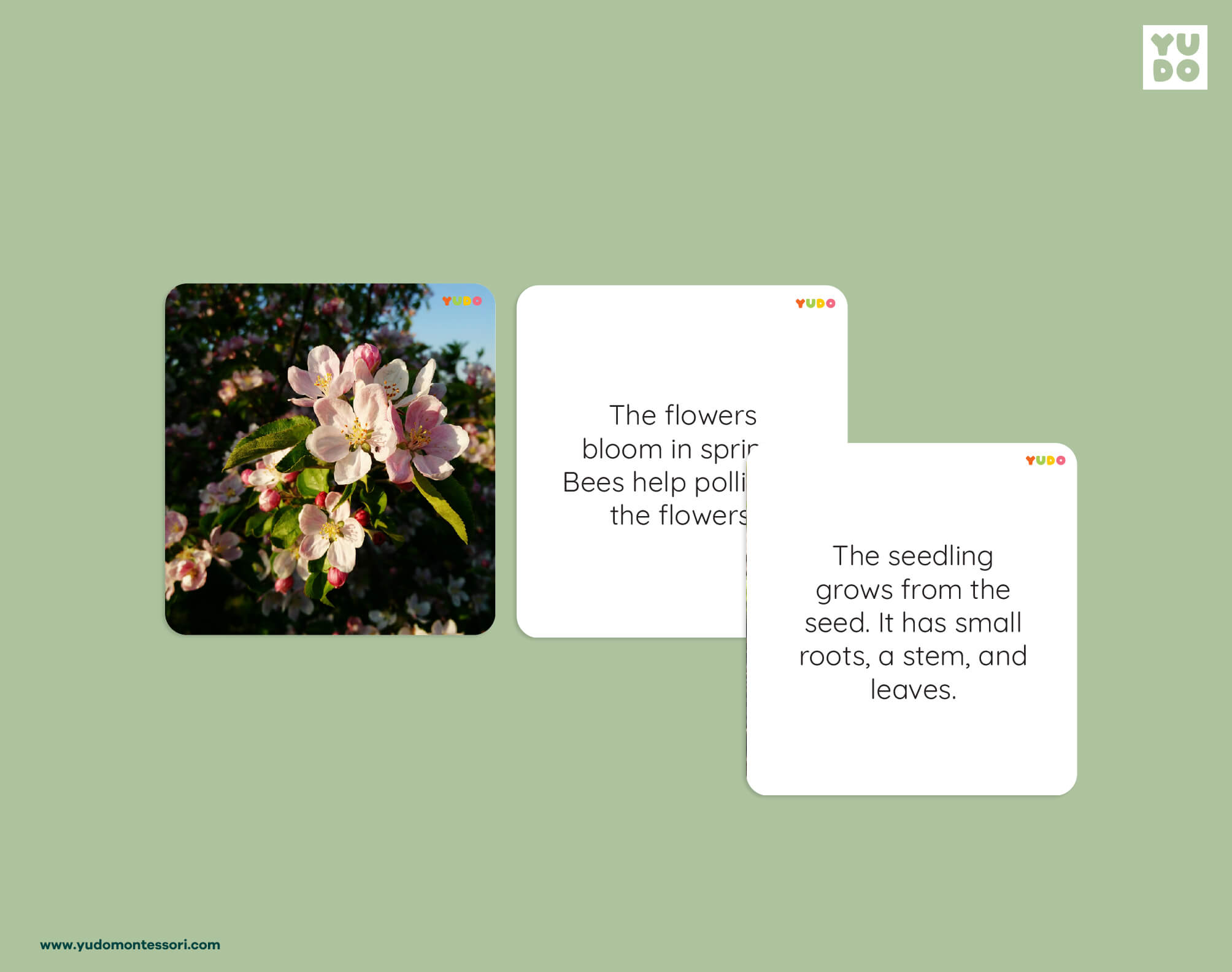 Apple life cycle definition cards explaining flower pollination and apple tree growth