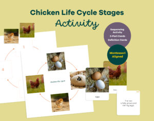 Montessori chicken life cycle printable with sequencing activity, 3-part cards and definition booklet