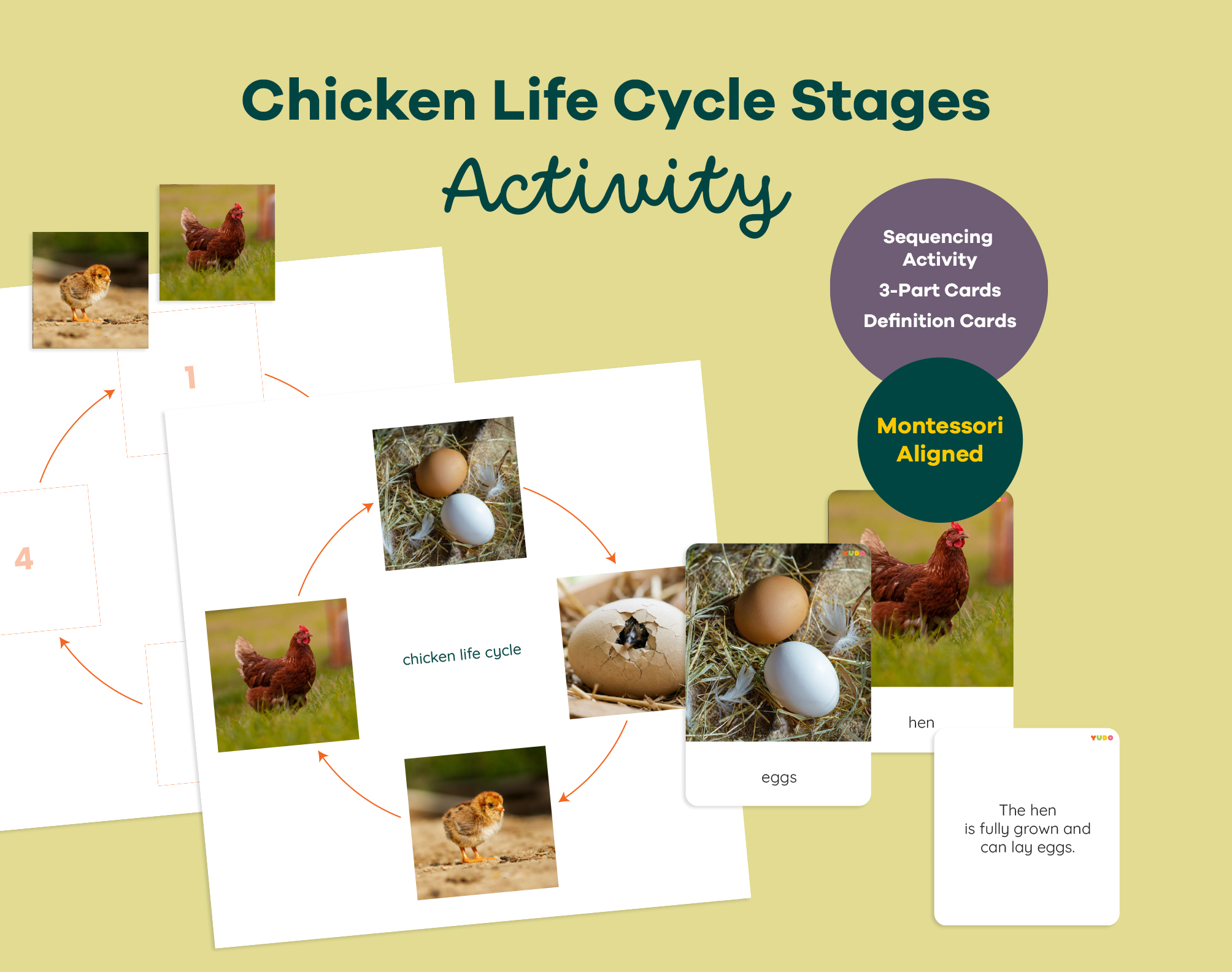 Montessori chicken life cycle printable with sequencing activity, 3-part cards and definition booklet