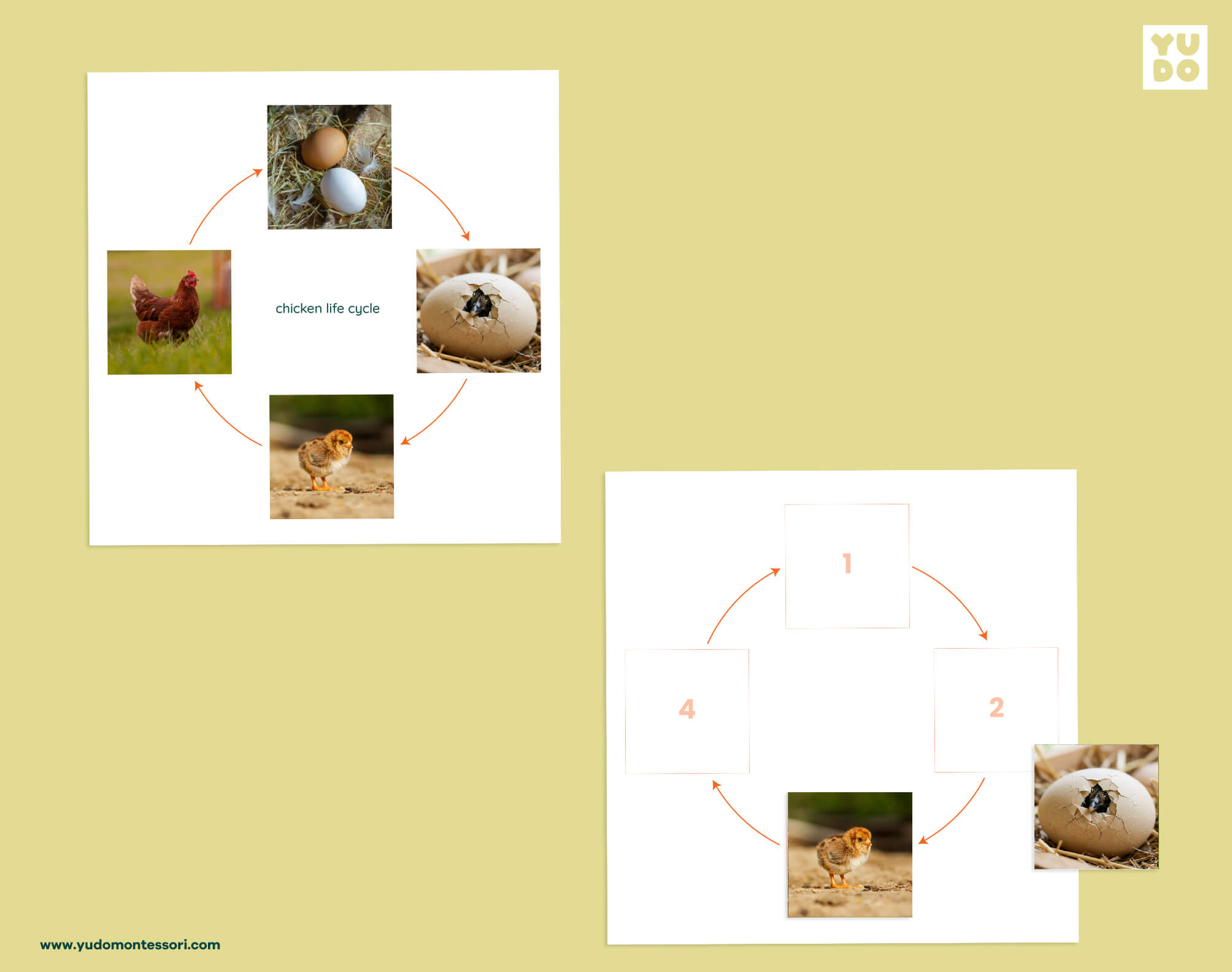 Chicken life cycle sequencing wheel and printable definition booklet for Montessori zoology