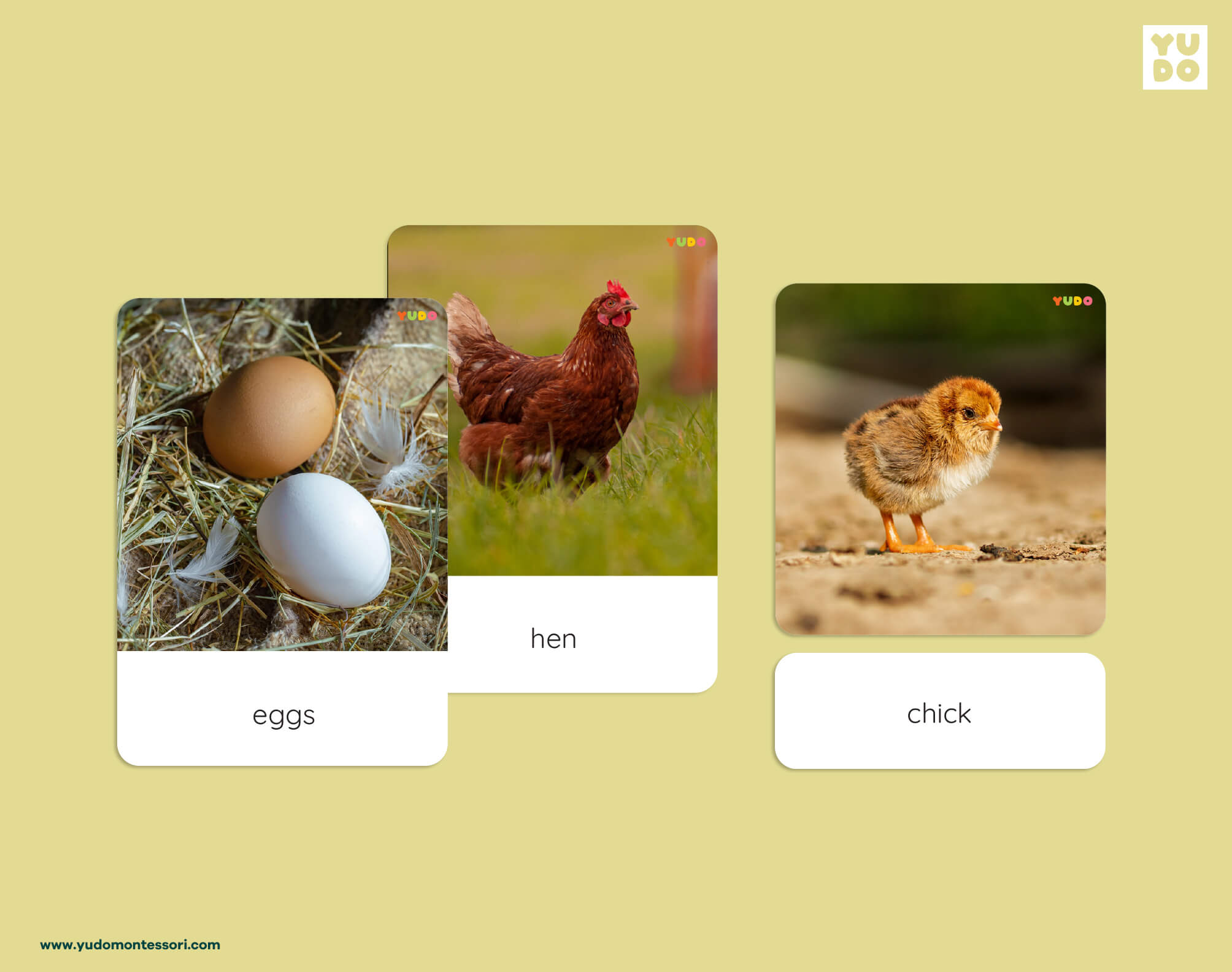 Montessori chicken life cycle 3-part cards with real photos of eggs, hen and chick