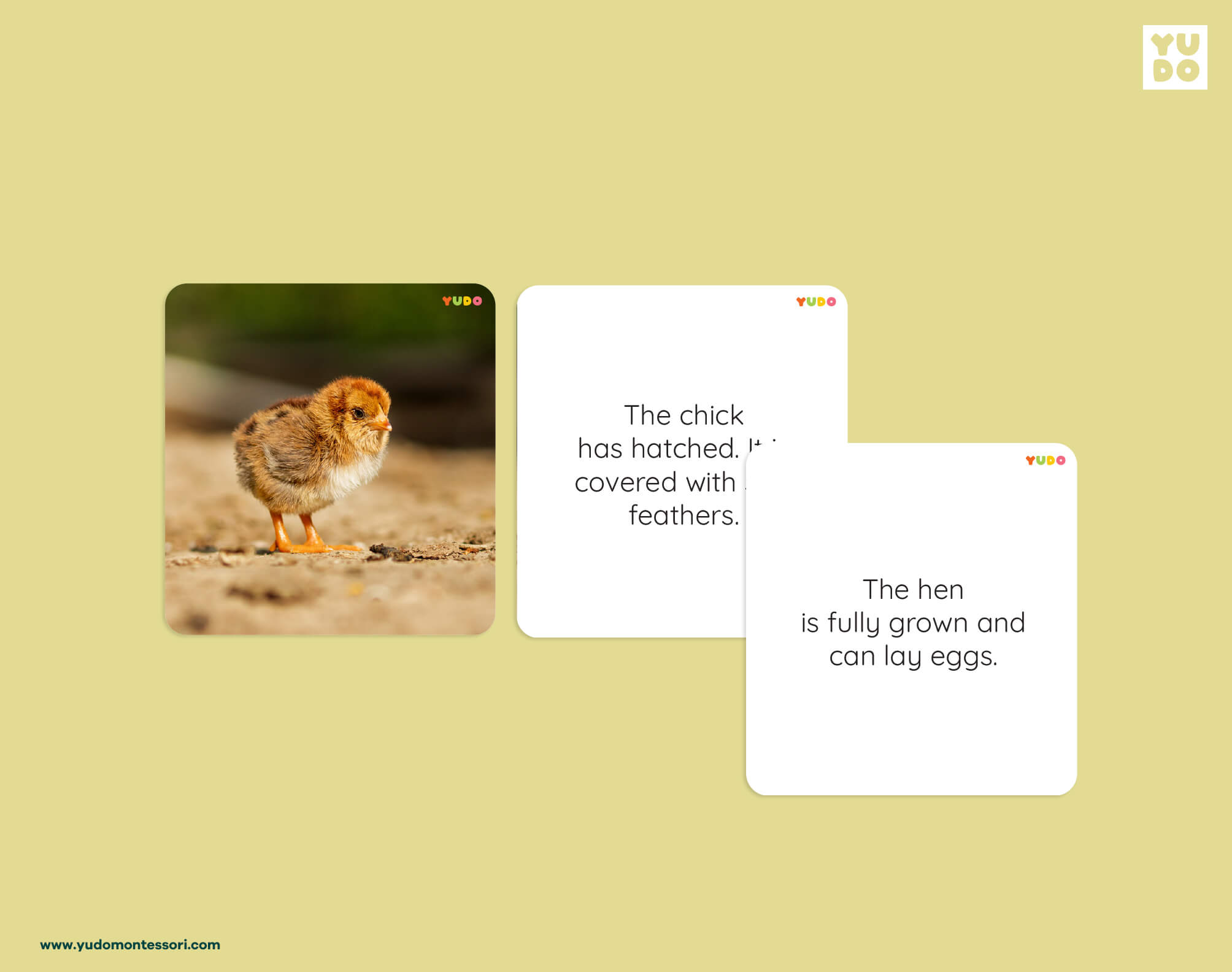 Chicken life cycle definition cards explaining chick hatching and the hen life cycle