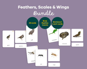 Montessori Feathers, Scales & Wings Bundle with birds, reptiles and insects 3-part cards printables