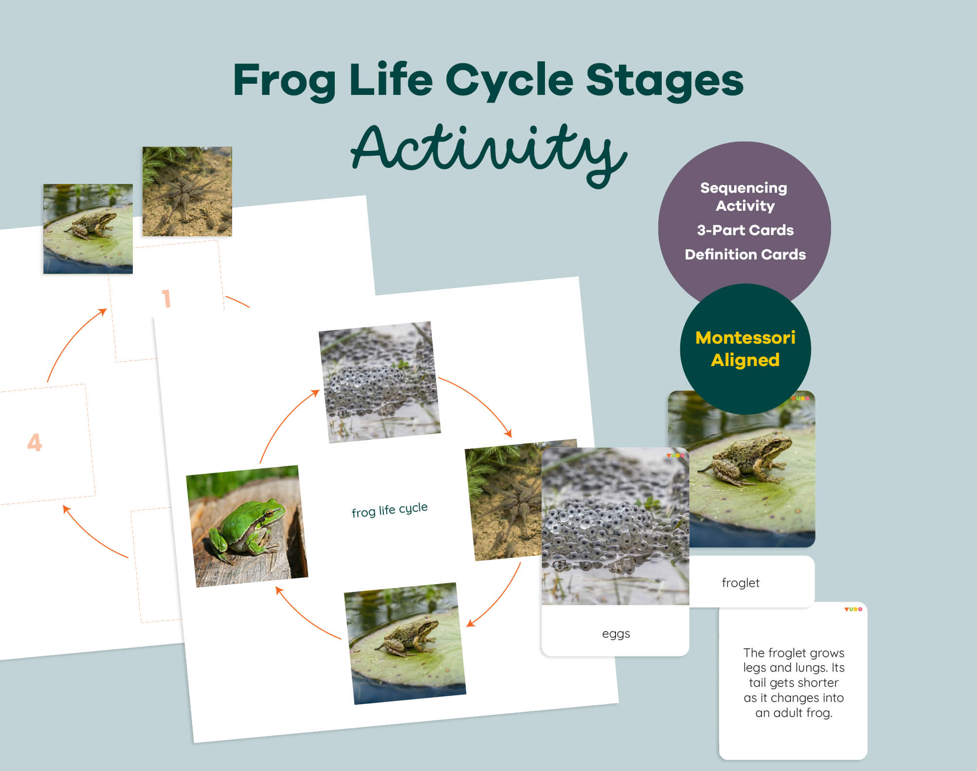 Frog Life Cycle Montessori - 3-Part Cards & Definition Activity