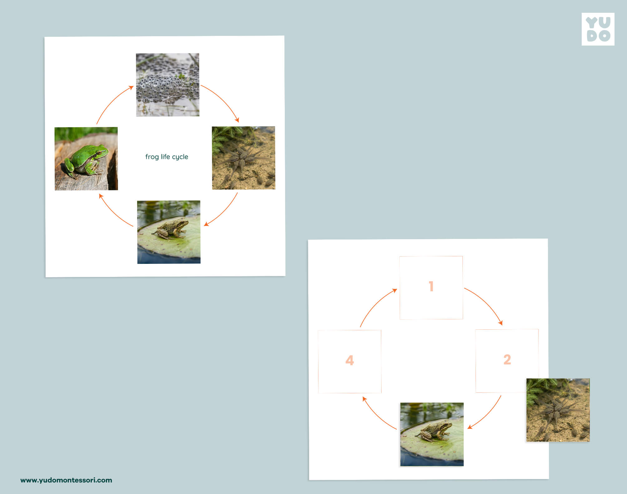 Frog life cycle sequencing wheel and printable definition booklet for Montessori zoology