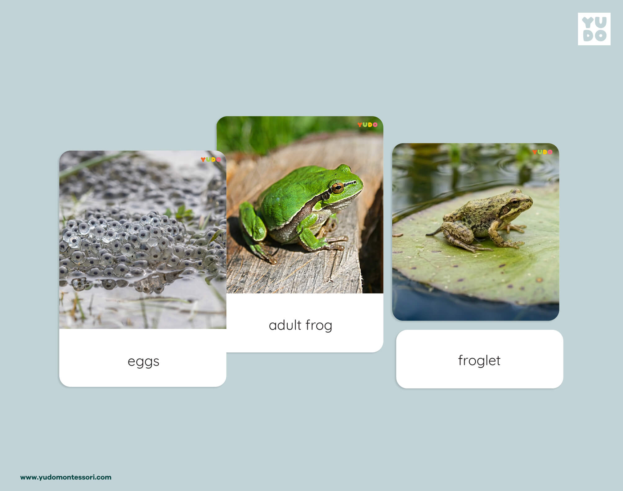 Montessori frog life cycle 3-part cards with real photos of eggs, adult frog and froglet