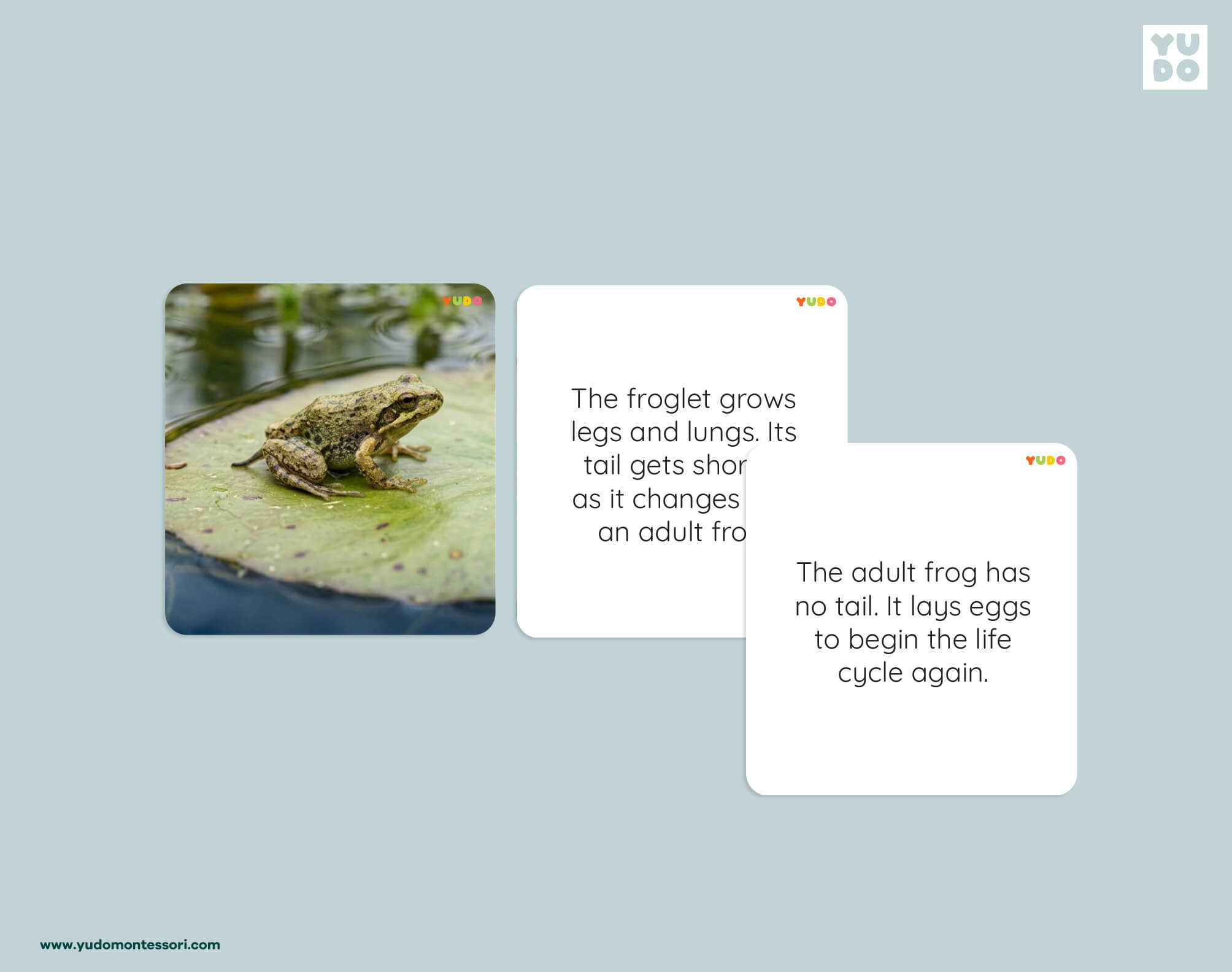 Frog life cycle definition cards explaining froglet development and the adult frog life cycle