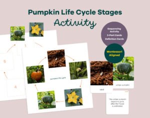 Printable Montessori pumpkin life cycle activity with sequencing wheel, 3-part cards and definition booklet