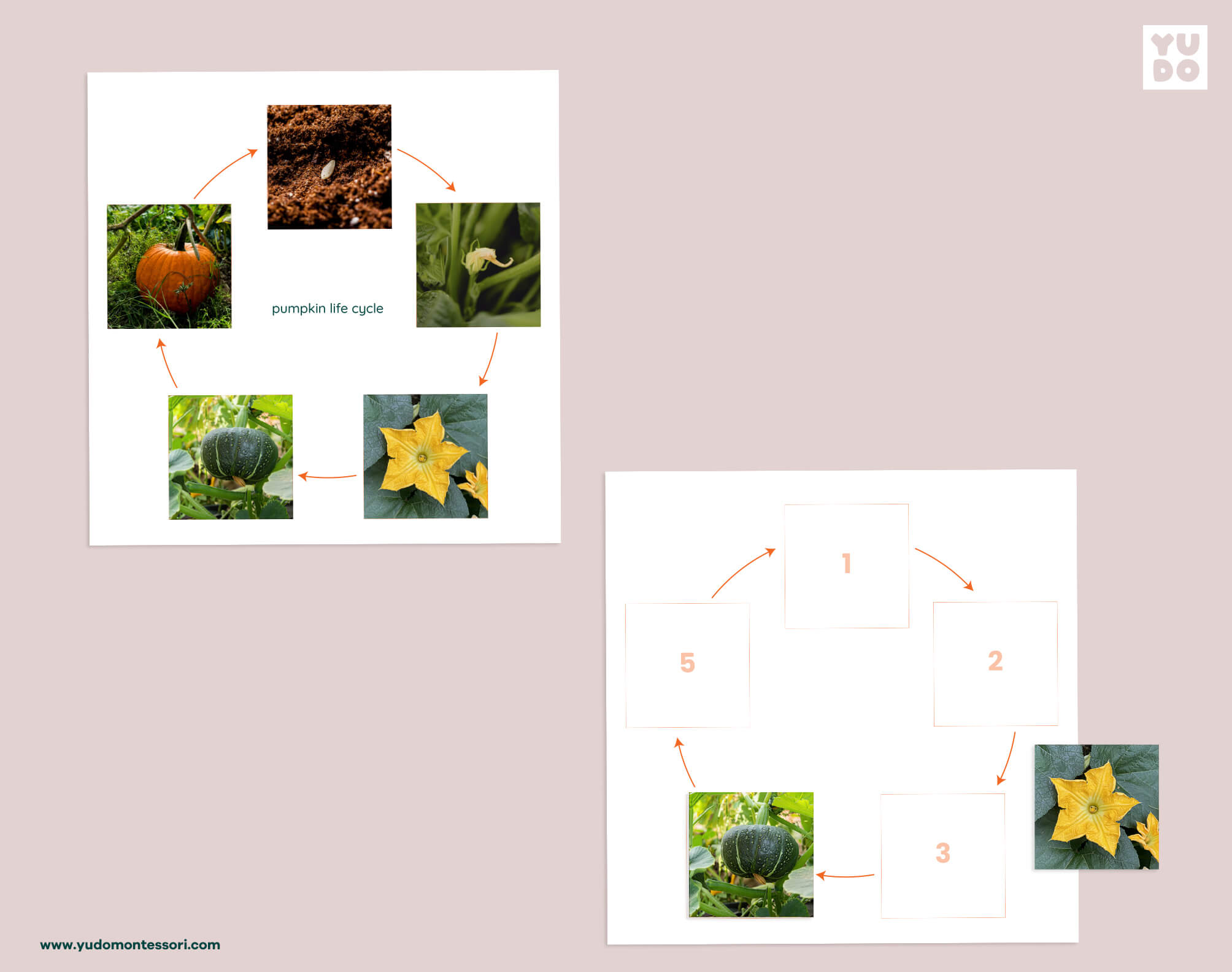 Pumpkin life cycle sequencing wheel and printable definition booklet for Montessori botany