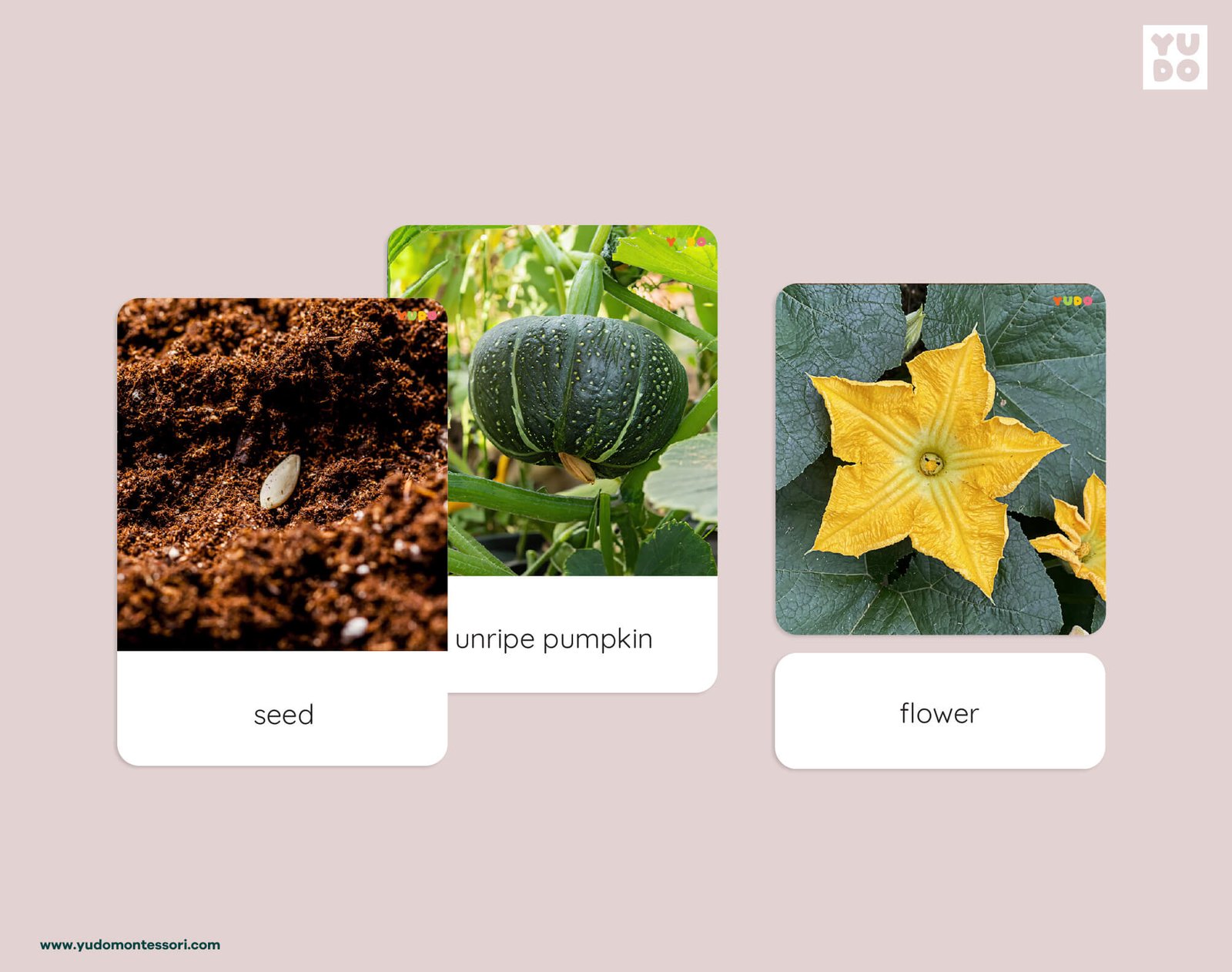 Montessori pumpkin life cycle 3-part cards with real photos of seed, pumpkin and flower